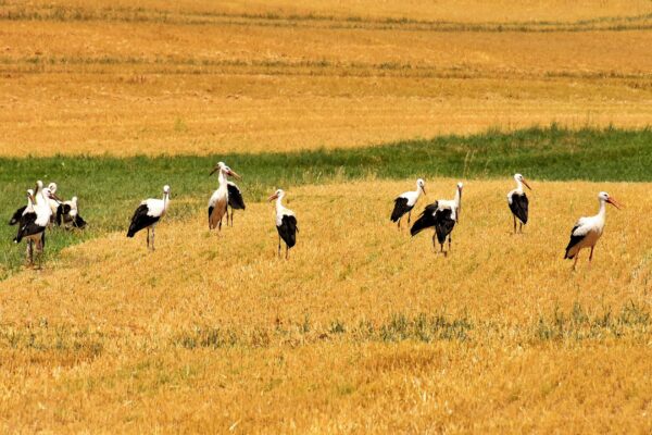 storks